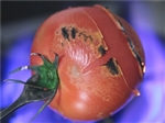 トマトの湯むき,トマト 湯むき ガスコンロ
